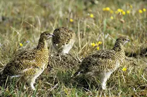Alpine Ptarmigan Drucke: Young Alpine Ptarmigans on guard while others in a flock feed