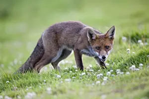 United Kingdom Mammals Drucke: Young Fox - Cornwall - UK