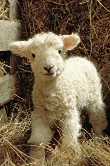 Cute Lamb Images Drucke: Young lamb in straw