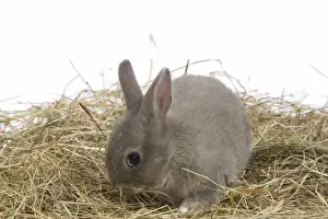 Cute Baby Rabbits Drucke: Young Rabbit - in studio hay