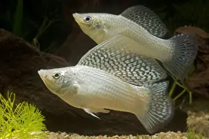 Close Up Fish Photography Drucke: Yucatan Molly - pair