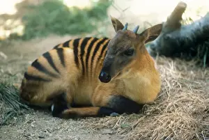 Drucke von KF-6757 ZEBRA DUIKER Cephalophus zebra Kenneth W Fink Bitte beachten Sie, dass die Drucke nur für persönliche Anzeigezwecke gedacht sind und nicht reproduziert werden dürfen Zebraduiker Drucke: Zebrasducker