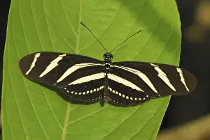 Lepidoptera Species Pictures Drucke: Zebra Longwing Colombia