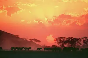 Drucke von YAB-782 Burcell's/ Gemeiner/Steppe-Pferd Quagga-burchellis von Yann Arthus-Bertrand Beachten Sie, dass die Drucke nur für persönliche Anzeigezwecke gedacht sind und nicht reproduziert werden dürfen Zebra Drucke: Zebras am Sonnenuntergang