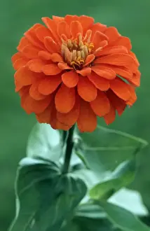 Zinnia Flower Drucke: Zinnia