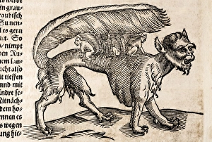 Drucke von 1627 Holzschnitt in dem Text. Aus Sebastians Munsters Beschreibung der Neuen Welt aus der Cosmographia Sebastian Munster Drucke: 1627 Ein Tier genannt Su