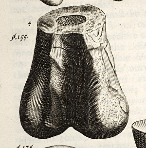 Bilder Datiert 21. Februar 2011: 1677 Erste Dinosaurierknochen von Robert Plot.