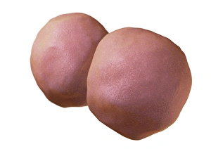 Zellkeim des 2-Zellenembryos Kunstwerk