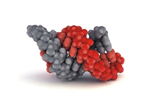 Hydrogen Bonds In DNA Drucke: A-DNA molecule