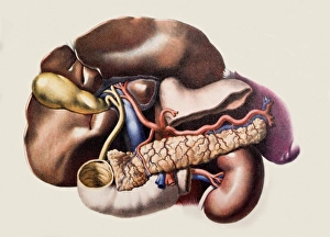 Historical Medical Illustrations Drucke: Abdominal organs