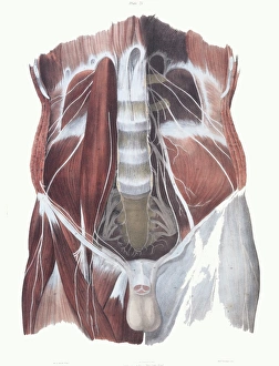 Nervous System Illustrations Drucke: Abdominal spinal nerves