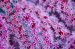 Indonesian Coral Reefs Drucke: Abstract pattern of coral polyps