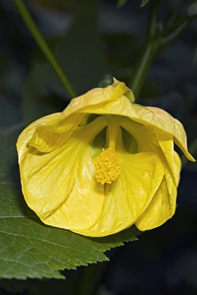 Perennial Garden Flowers Drucke: Abutilon Lemon Queen