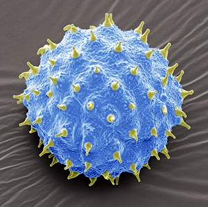 Coloured Scanning Electron Micrographs Drucke: Abutilon pollen, SEM