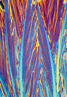 Nerve Impulse Transmission Drucke: Acetylcholine crystals, light micrograph