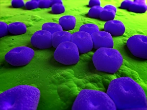 Medical Microbiology Images Drucke: Acinetobacter bacteria, artwork