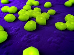 Acinetobacter Bakterien Kunstwerk