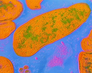 Gram Negative Bacteria Drucke: Acinetobacter sp. bacteria