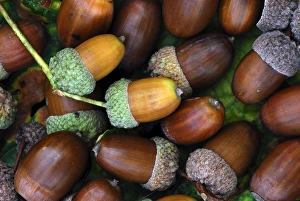 Bilder Datiert 28. Mai 2010: Acorns