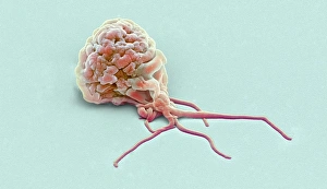 White Blood Cell Structure Drucke: Activated granulocyte, SEM