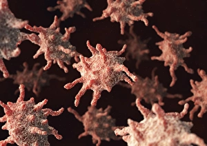 Blood Clot Formation Drucke: Activated platelets, artwork
