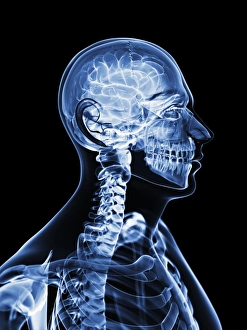 Human Brain Illustration Drucke: Active brain, artwork