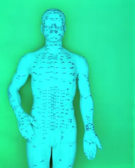 Akupunkturmodell