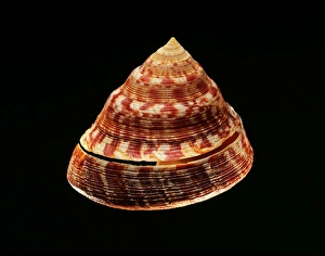 Bilder Datiert 27. Januar 2014: Adansonss Schalenmuschel Meer Muschelschale