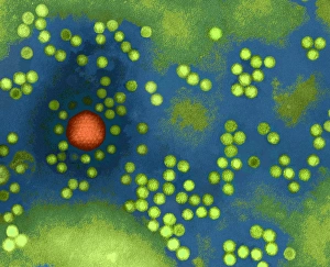 Adenosassoziiertes Virus, TEM