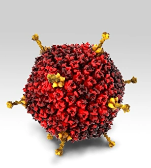 Icosahedral Virus Shape Drucke: Adenovirus structure, artwork