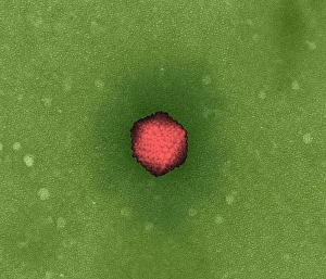 Drucke von Adenoviruss, TEM Bilder Datiert 2002 Juli: Adenoviruss, TEM