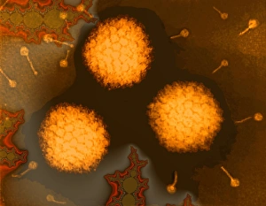 Coloured Electron Micrograph Drucke: Adenoviruses