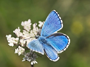 Blauer Adonisschmetterling