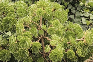 Aeonium arboreum
