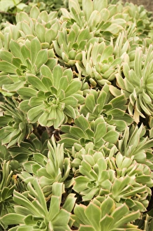 Succulent Plant Images Drucke: Aeonium percarneum