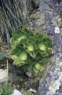 Euphorbiaceae Family Drucke: Aeonium plants