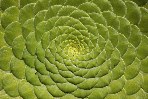 Succulent Garden Ideas Drucke: Aeonium tabulifrome