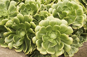 Mediterranean Flora Drucke: Aeonium urbicum