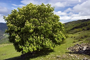 European Wildflowers Pictures Drucke: Aesculus hippocastaneus