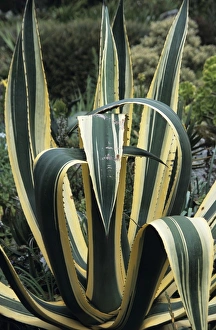 Succulent Plant Photos Drucke: Agave leaves