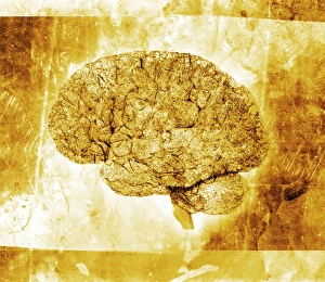 Drucke von Ein alter Gehirn ist ein konzeptuelles Bild. Die Vorderseite des Gehirns liegt links. Das Cerebrum (oben links) ist der größte und am weitesten entwickelte Teil des Gehirns Bilder Datiert 2004 August: Alter Gehirn