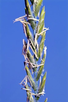 Flowering Grasses Drucke: Agropyron pungens
