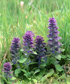 Green Foliage Drucke: Ajuga pyramidalis C013 / 6905