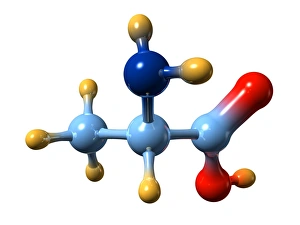 Amino Acid Structure Drucke: Alanine, molecular model
