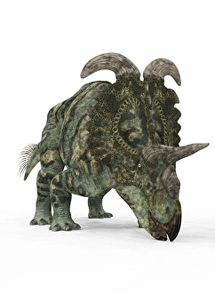 Drucke von Der Albertaceratops ist ein Dinosaurier aus dem Kretaziekum (77 Millionen Jahre alt). Ein Kunstwerk eines erwachsenen Albertaceratops zeigt die Art um 77 Millionen Jahre her Bilder Datiert 2011 April: Der Albertacera-Typus-Dinosaurier
