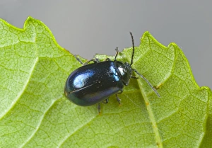 Agelastica Alni Drucke: Alder leaf beetle