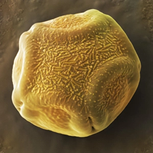 Coloured SEM Images Drucke: Alder tree pollen grain, SEM