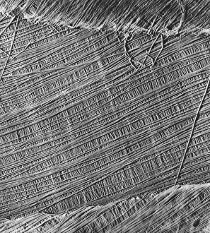 Bilder Datiert 15. März 2013: Algenzellenwand, SEM