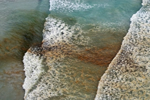 Photosynthetic Organisms Drucke: Algal bloom