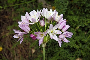 Wild Garlic Flowers Drucke: Allium roseum